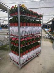 Αυξηθείτε τα δανικά ράφια εγκαταστάσεων σπιτιών καροτσακιών W565mm λουλουδιών σποράς HDG