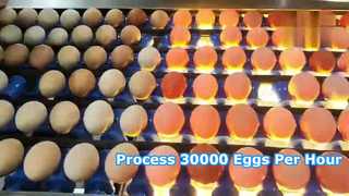 Γραμμή παραγωγής Egg Washing Grading