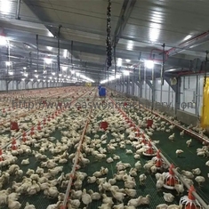 Η καυτή εμβύθιση γαλβάνισε τον αυτόματο εξοπλισμό κτηνοτροφικής παραγωγής πουλερικών για το κοτόπουλο καλλιέργειας