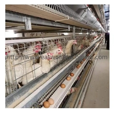 Αυτόματο σύστημα κλουβιών στρώματος αυγών κοτόπουλου μπαταριών εξοπλισμού καλλιέργειας πουλερικών στρώματος τύπων Χ